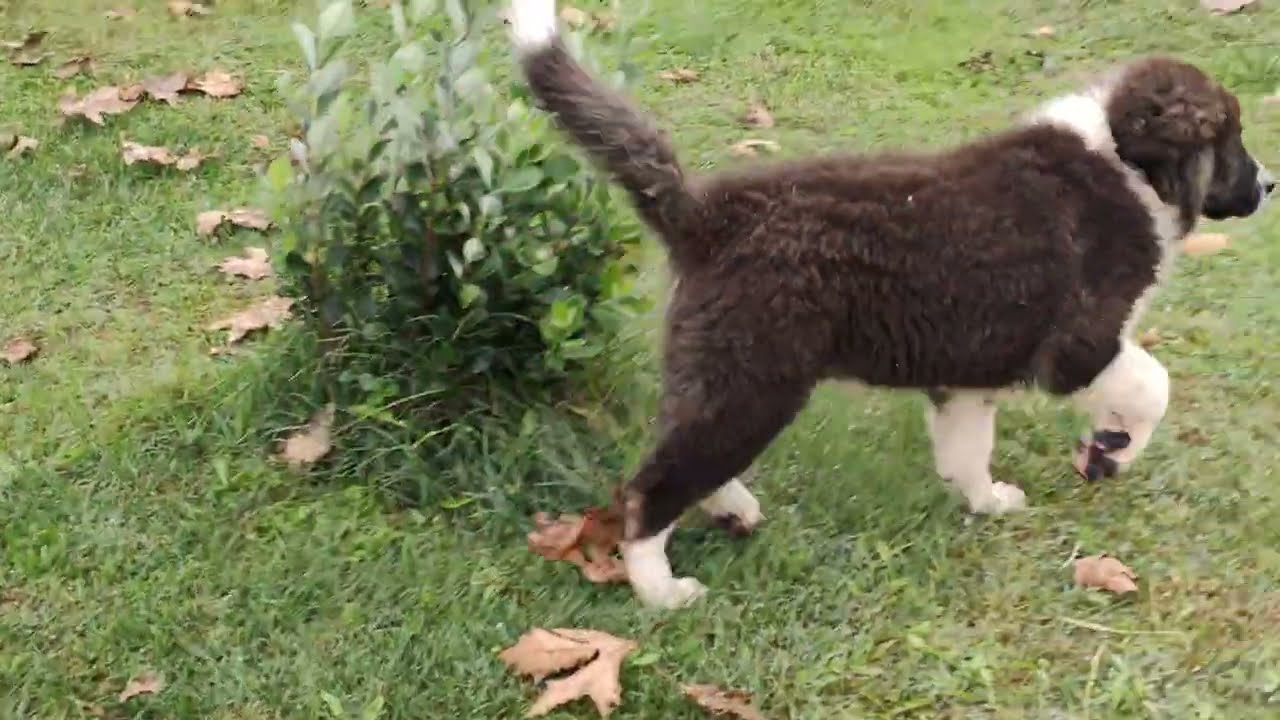 Ελληνικός ποιμενικός μπορεί να ζήσει στην πόλη και σε διαμέρισμα????