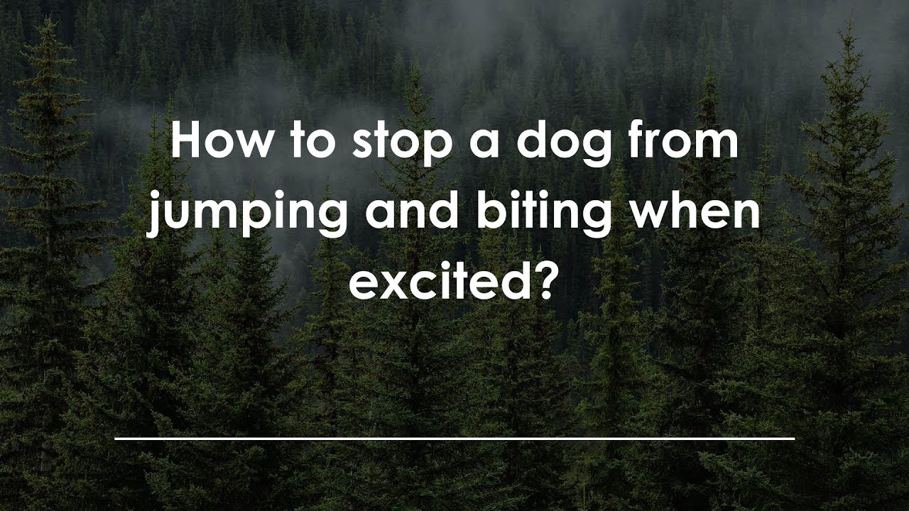 How to stop a dog from jumping and biting when excited?