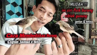 Mudah !!! CARA MEMBEDAKAN BURUNG CIGUN JANTAN & BETINA || ciri fisik burung ciblek gunung @JozzLenoz