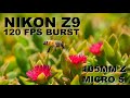 Bees in flight - Nikon Z9 120 fps burst cinematic video