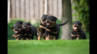 High Quality Rottweiler Available | Rottweiler Available in India | Top Quality Rottweiler by The Burgs 694 views 3 years ago 2 minutes, 3 seconds