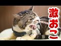 動物病院通院日☆カラー付けられてさらに狂暴化する激おこゴジラ猫なリキちゃん【リキちゃんねる　猫動画】 キジシロ猫のいる暮らし