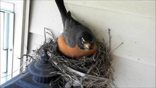 Robin Watch 2012  April 7 Compilation Video (Egg Laid)