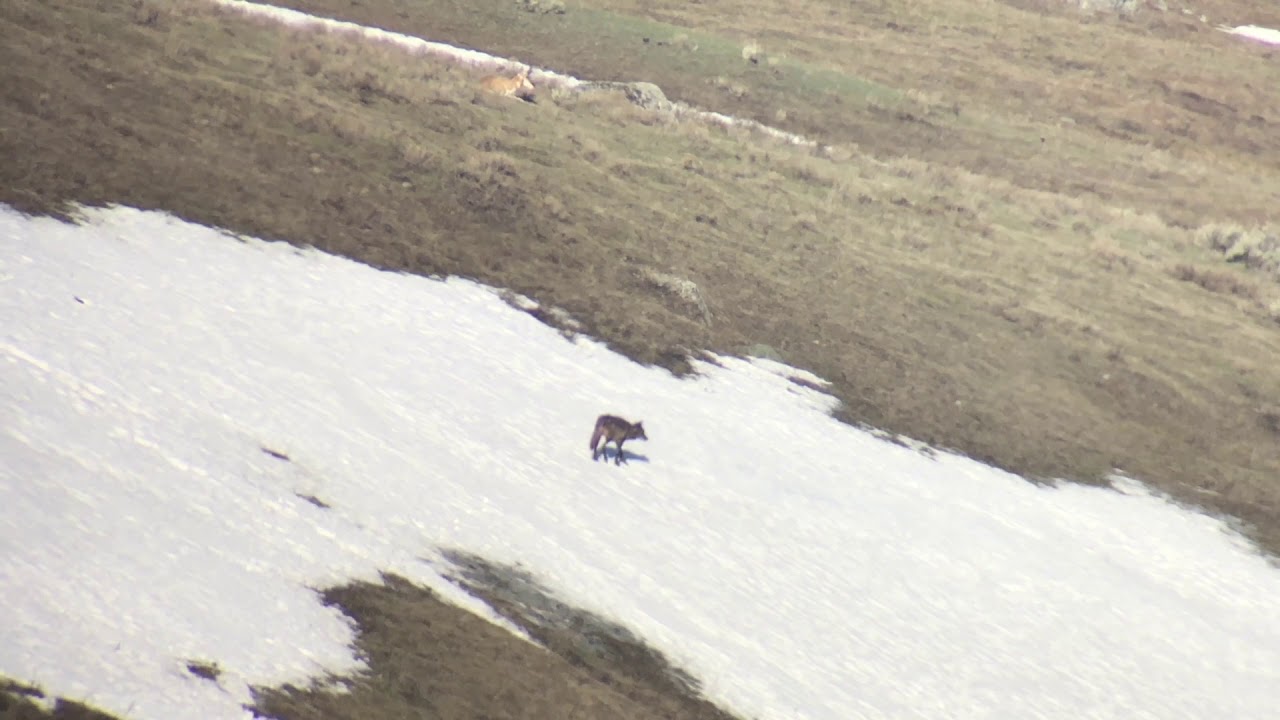 Wildlife Photography - Junction Butte Wolf Sliding Down a Snow Bank - Tetons/Yellowstone