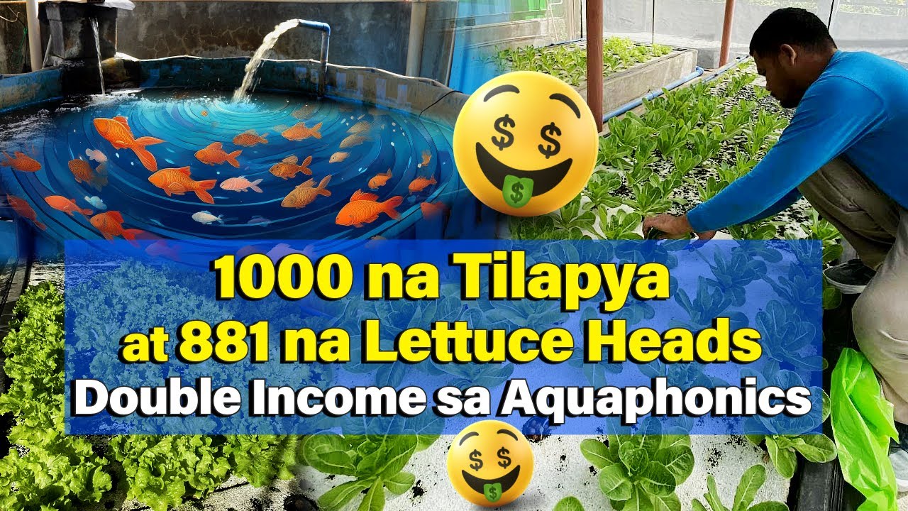 Doble Kita, 1000 Fish Stocking Density, 881 Lettuce Heads  - Aquaphonics Set-up