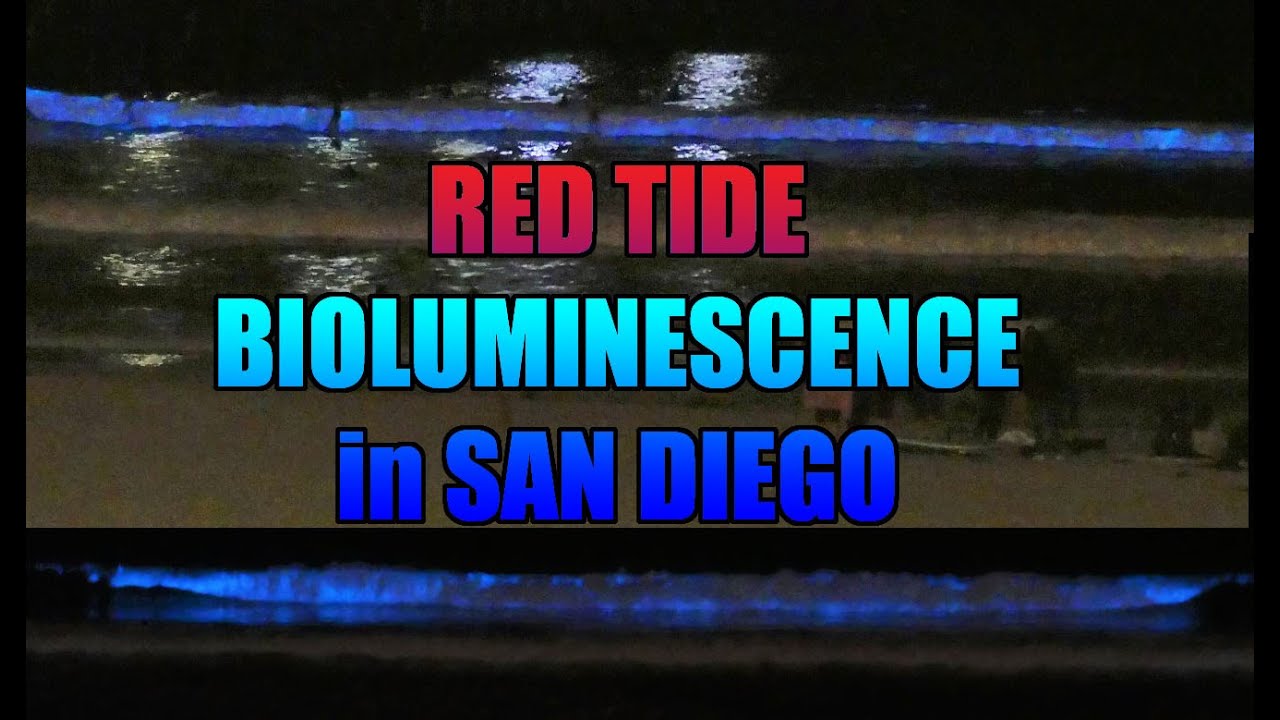 Red Tide Bioluminescence in San Diego YouTube