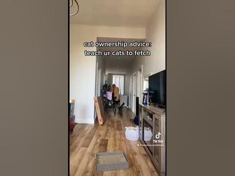 a cat that fetches - YouTube