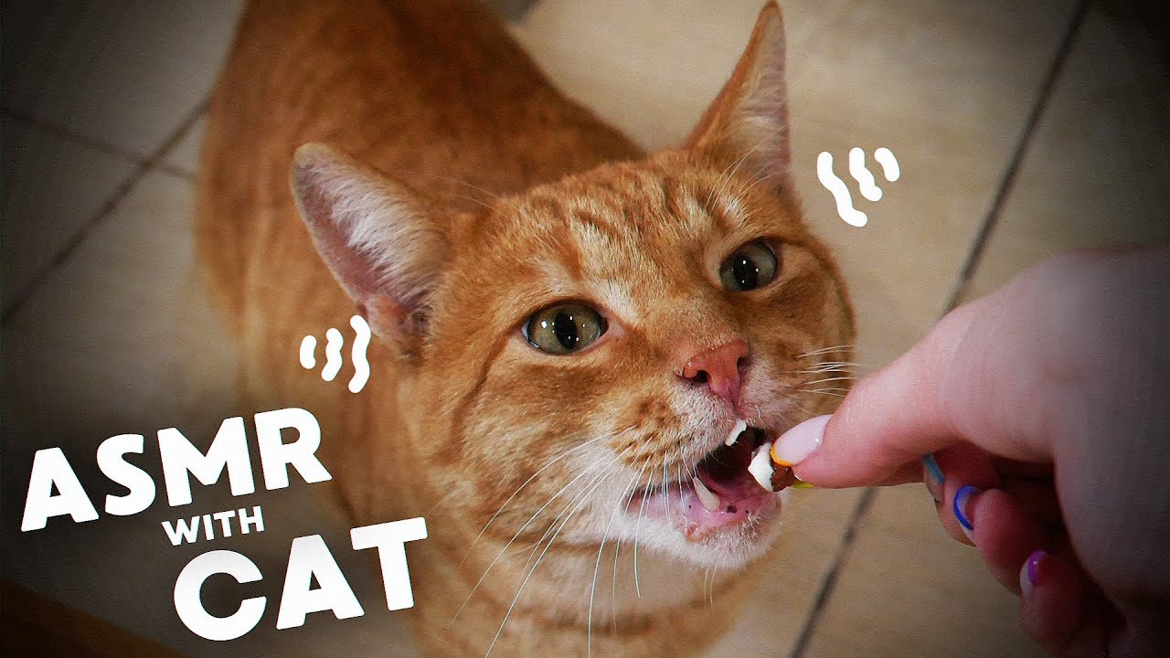 толстый плачущий кот. пикабу кофе. три котенка. кот мурлычет. Cat tries.