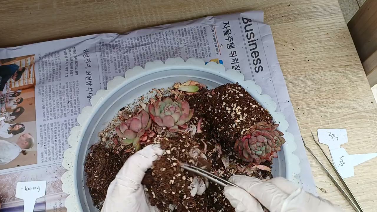 정수는 놀이터에서 흙털고 하엽떼면서 놀고 있어요 편안밤 되세요 사랑합니다 💜 😘 