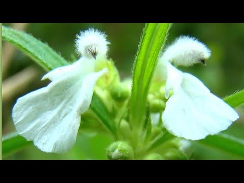 തുമ്പയുടെ ഗുണങ്ങള്‍...നിങ്ങള്‍ക്കറിയാത്ത കാര്യങ്ങൾ...