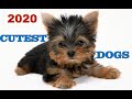 Top 20 cutest dogs in the world 2020