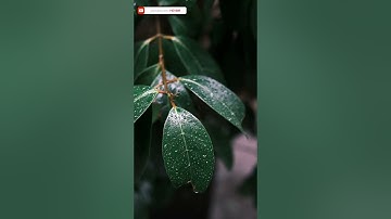 سورة الأنعام من آية ٥٩ الى ٦٢ - القارئ الشيخ يوسف العيدروس