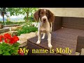 EX PAT LIFE IN ABRUZZO. Hi to Molly, my new English Springer Spaniel.