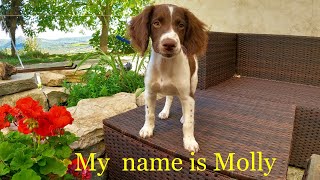 EX PAT LIFE IN ABRUZZO. Hi to Molly, my new English Springer Spaniel. by Vario Stick 349 views 1 year ago 14 minutes, 7 seconds