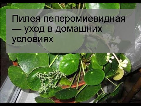 Видео: Pilea (48 снимки): грижа за цвете у дома, видове стайни растения дребнолистни и монолистни, пеперомия и депресия, увити и сорт Норфолк