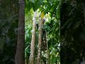 TEAM GOGAS~PROSES VAKSIN GAHARU HARI KE DUA DI KEBUN GAHARU BPK.H.DAHLAN KABUPATEN BIREUN 01/06/21