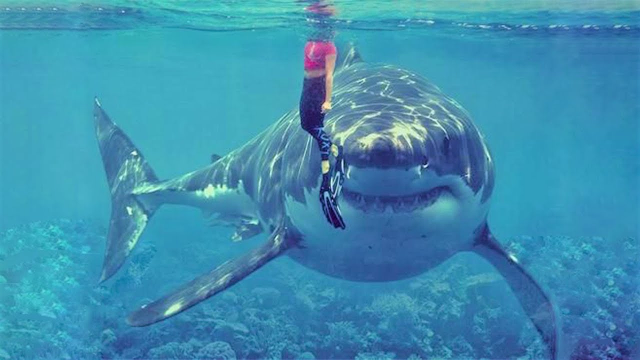 15 Largest Monster Sharks Ever Caught on Camera 