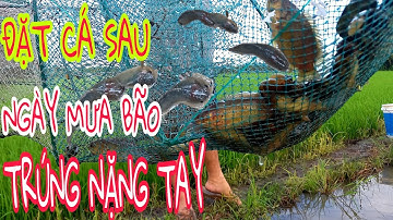 ĐẶT BẪY CÁ ĐƯỜNG NƯỚC RUỘNG SAU NHỮNG NGÀY MƯA BÃO / cảnh miền tây 84.