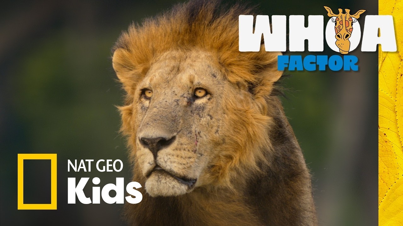 Lion vs. Giraffe vs. Zebra! | Whoa Factor | Nat Geo Kids