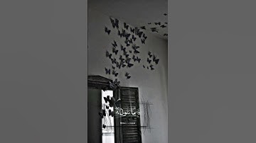 حالات دينيه//تلاوة هادئة//القرآن الكريم//القارئ عبد الرحمن مسعد #قرآن #القرآن_الكريم