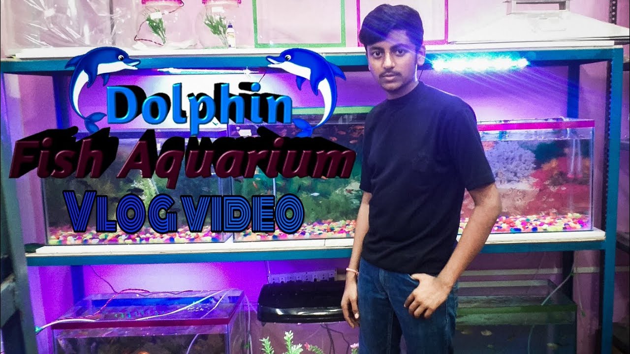 🐬Dolphin🐬 Fish Aquarium । vlog video । in raipur YouTube