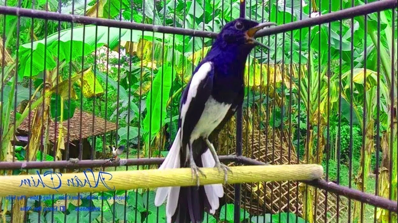 Choè than hót đấu giọng rừng CỰC SUNG Chòe Than Hót Giọng Rừng Kích Trống Căng Lửa hót | choe than