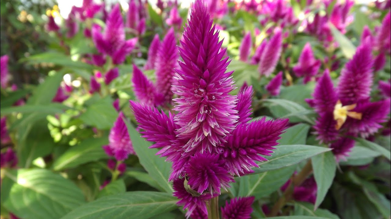 How to Sow Seeds of Celosia || Summer Flower || Fun Gardening - YouTube