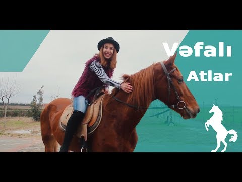 Video: Ərəb Atları Haqqında ən Maraqlı Faktlar