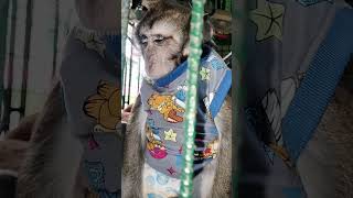 monkey ceasar is now big boy. healthy and good boy