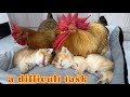 So funny and cutethe mother cat asked the hen and the rooster to act as babysitters for the kittens