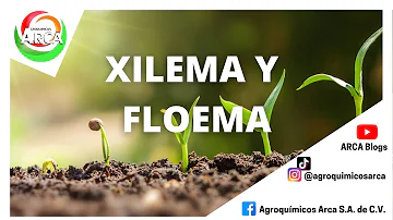 ¿Qué tipos de plantas tienen xilema y floema?