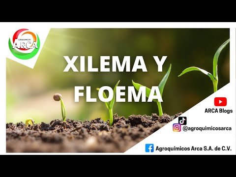 Vídeo: Diferencia Entre Xilema Y Floema