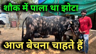 शौक में पाला झोटा आज बेचना चाहते हैं |  Murrah Bull for sale । Dairy farming in India ।