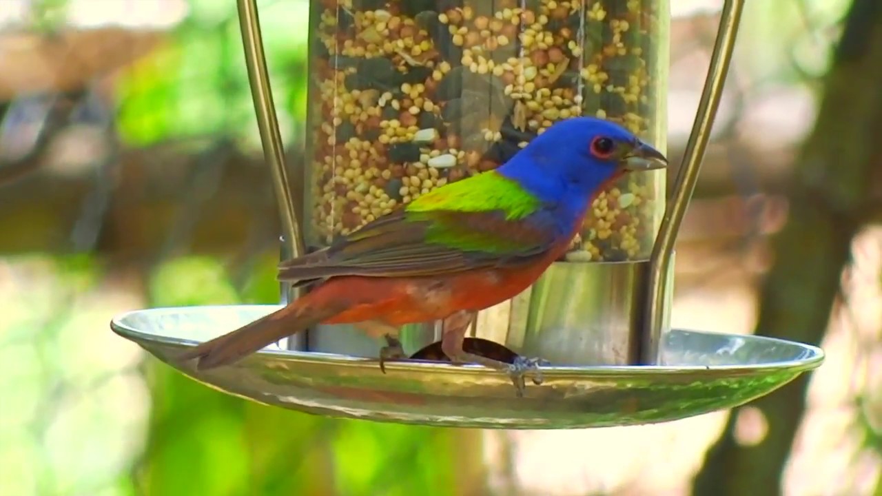 Painted Bunting On A Silver Platter Youtube