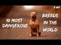 10 Most Dangerous Dog Breeds in The World - F #F