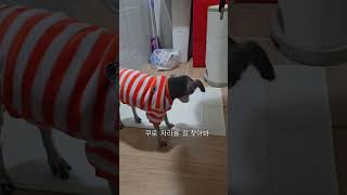 쿠로 소변 실수.  #괜찮아 #할매쿠로 #olddog #노견일기