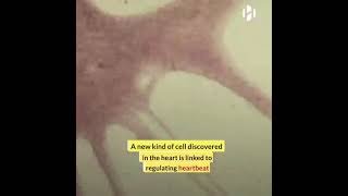 "Scientists discover a new type of Heart Cell".