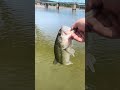 Coosa River rippin lips 👄 #bassfishing #fishing #outdoors