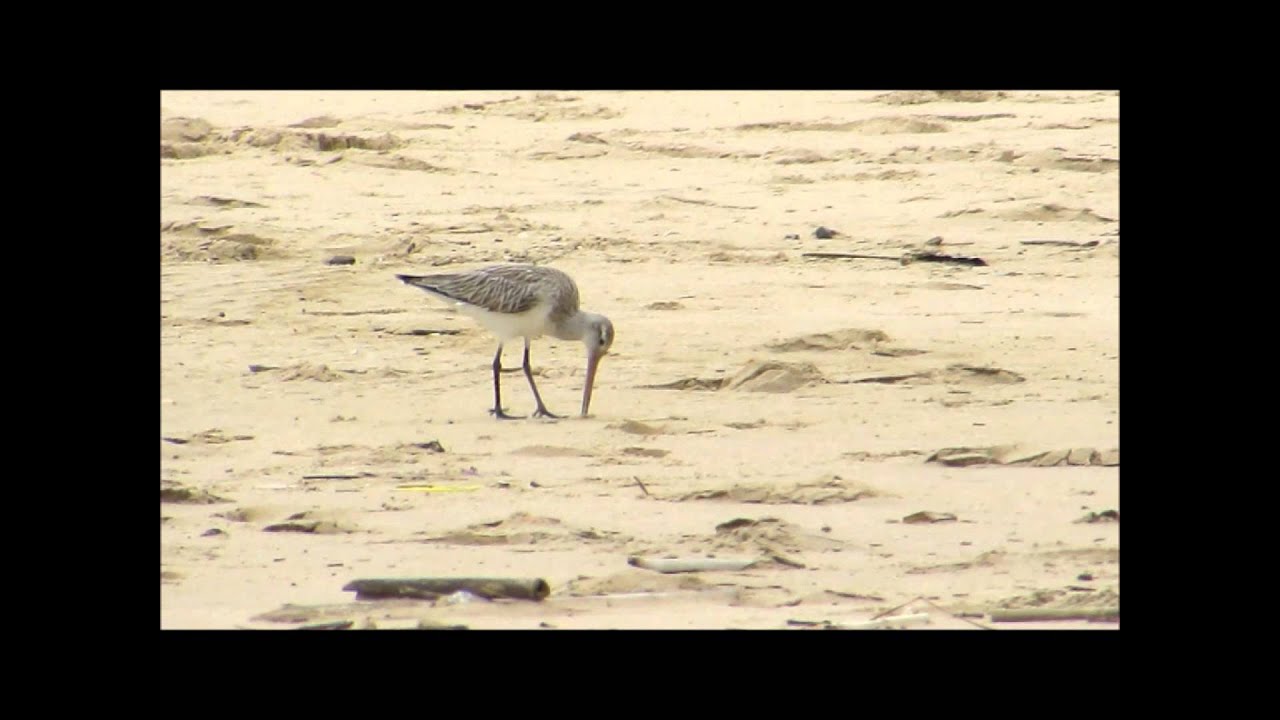 Fuselo (Limosa lapponica) - Cova do Vapor, Almada 2014