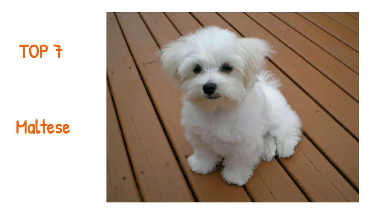 Top Ten Small Dog Breed in world. DOG FOR YOU YouTube