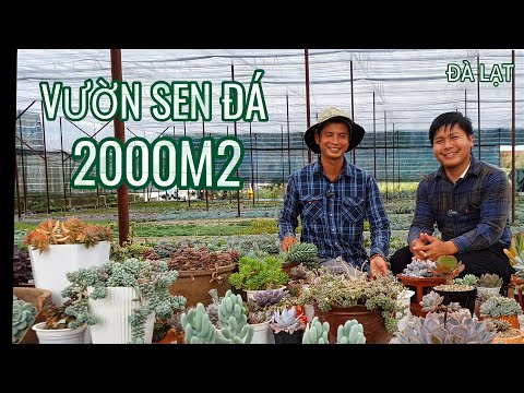 Video Khám Phá Vườn Sen Đá Tuyệt Đẹp Ngay Tại Đà Lạt|Nhà... - youtube