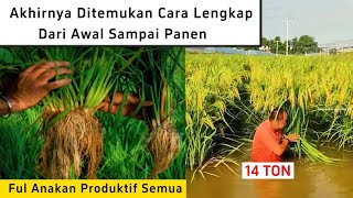 Amazing😱With this method, rice seedlings become more numerous and the harvest yield increases dra...