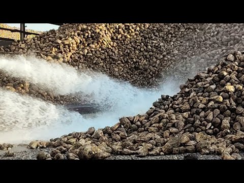 چغندر قند شوش