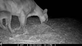 Mountain lion cougar puma caterwaul mate scream estrus call Nebraska 4.5.22 918pm