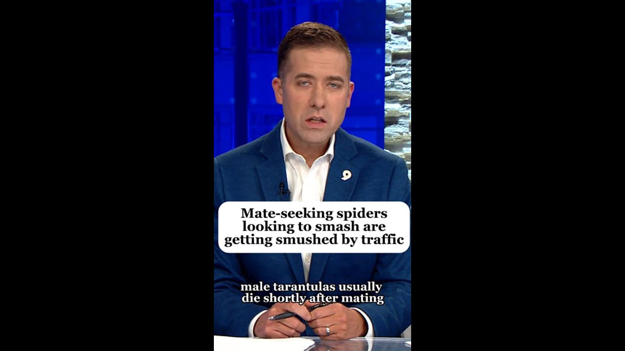 Spiders risk Colorado roads for love