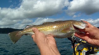 Kayak Fishing - The Unexpected Catch - Targeting Turbot Catching Codling - Fish Finders Do Find Fish