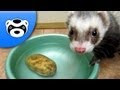 Funny Ferret Steals a Potato