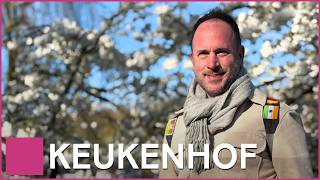 Keukenhof : The Most Beautiful Tulip Garden in the Netherlands, Holland 🌷🇳🇱