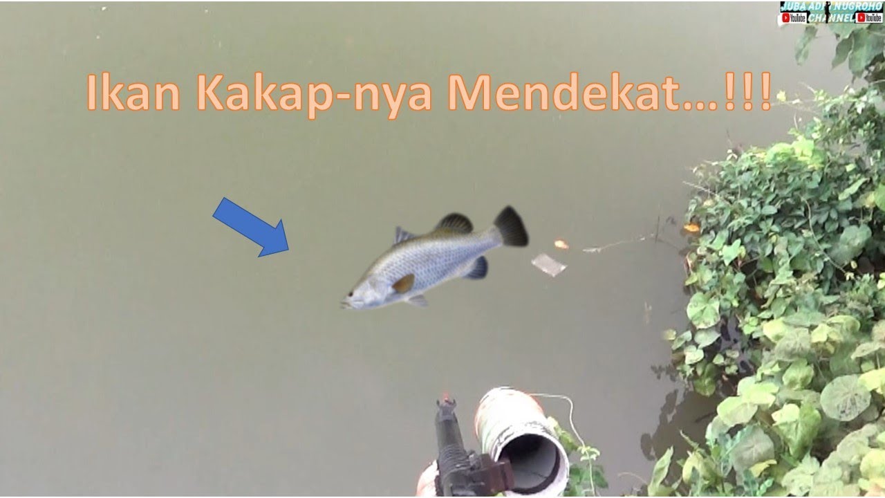 Сезон охоты на люциана и другую пресноводную рыбу в сезон дождей