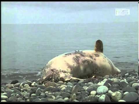 ორი მკვდარი დელფინი ბათუმის სანაპიროსთან